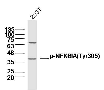 Rabbit anti-Phospho-IKBα(Tyr305) Polyclonal Antibody