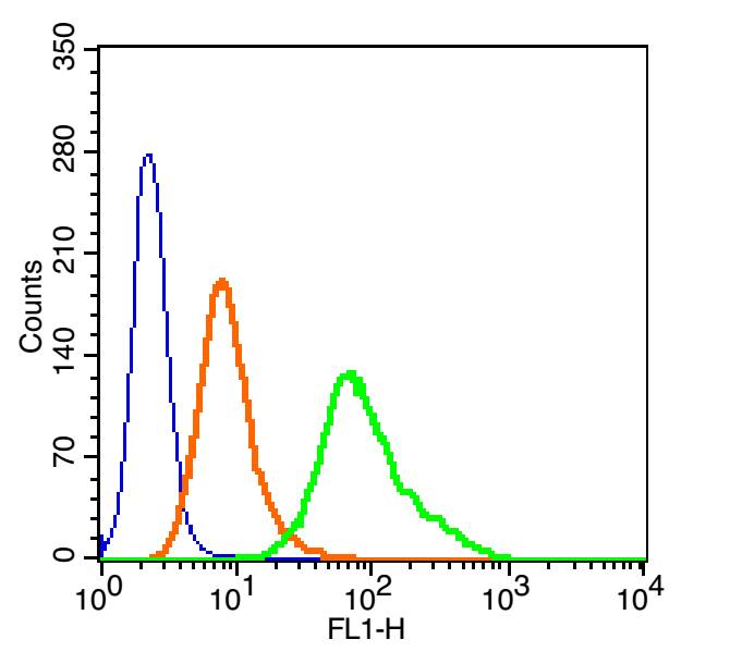 Rabbit anti-Phospho-c-Fos(Ser32) Polyclonal Antibody