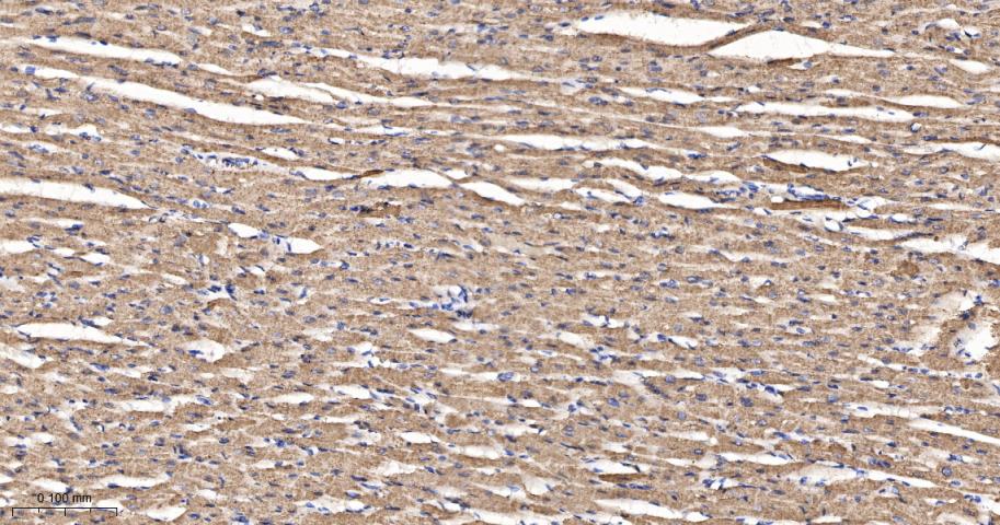 Rabbit anti-TSG101 Monoclonal Antibody