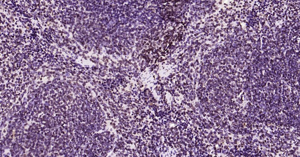 Rabbit anti-Lamin B1 Monoclonal Antibody