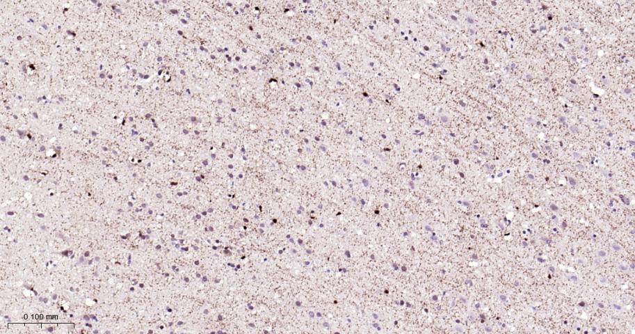 Rabbit anti-bFGF Monoclonal Antibody