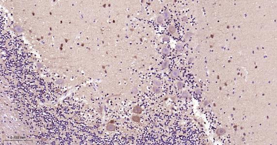 Rabbit anti-NGF Monoclonal Antibody