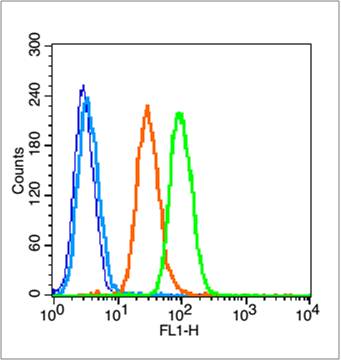 Rabbit anti-Phospho-NFKB1(Ser337) Polyclonal Antibody