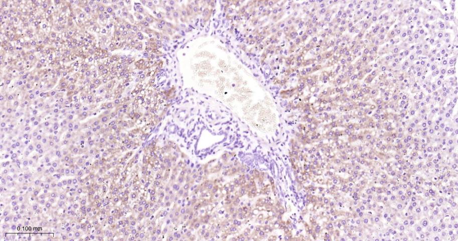 Rabbit anti-COX IV Monoclonal Antibody