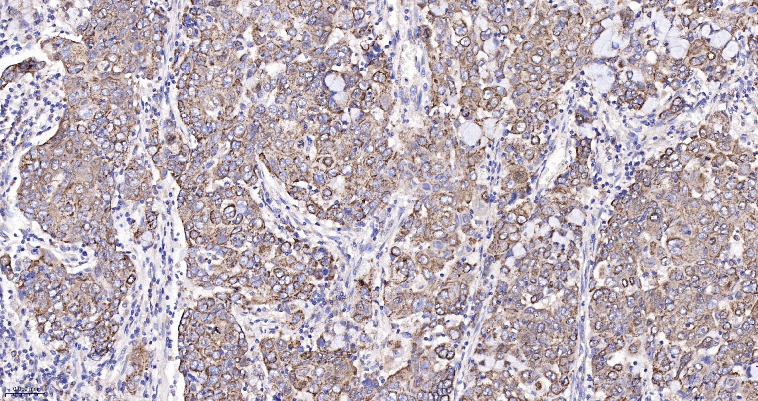 Rabbit anti-Cytochrome C Monoclonal Antibody