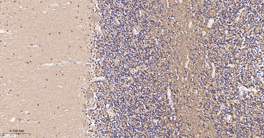 Rabbit anti-SIRT2 Monoclonal Antibody