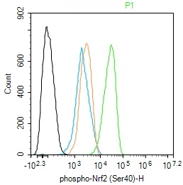 Rabbit anti-Phospho-Nrf2(Ser40) Monoclonal Antibody