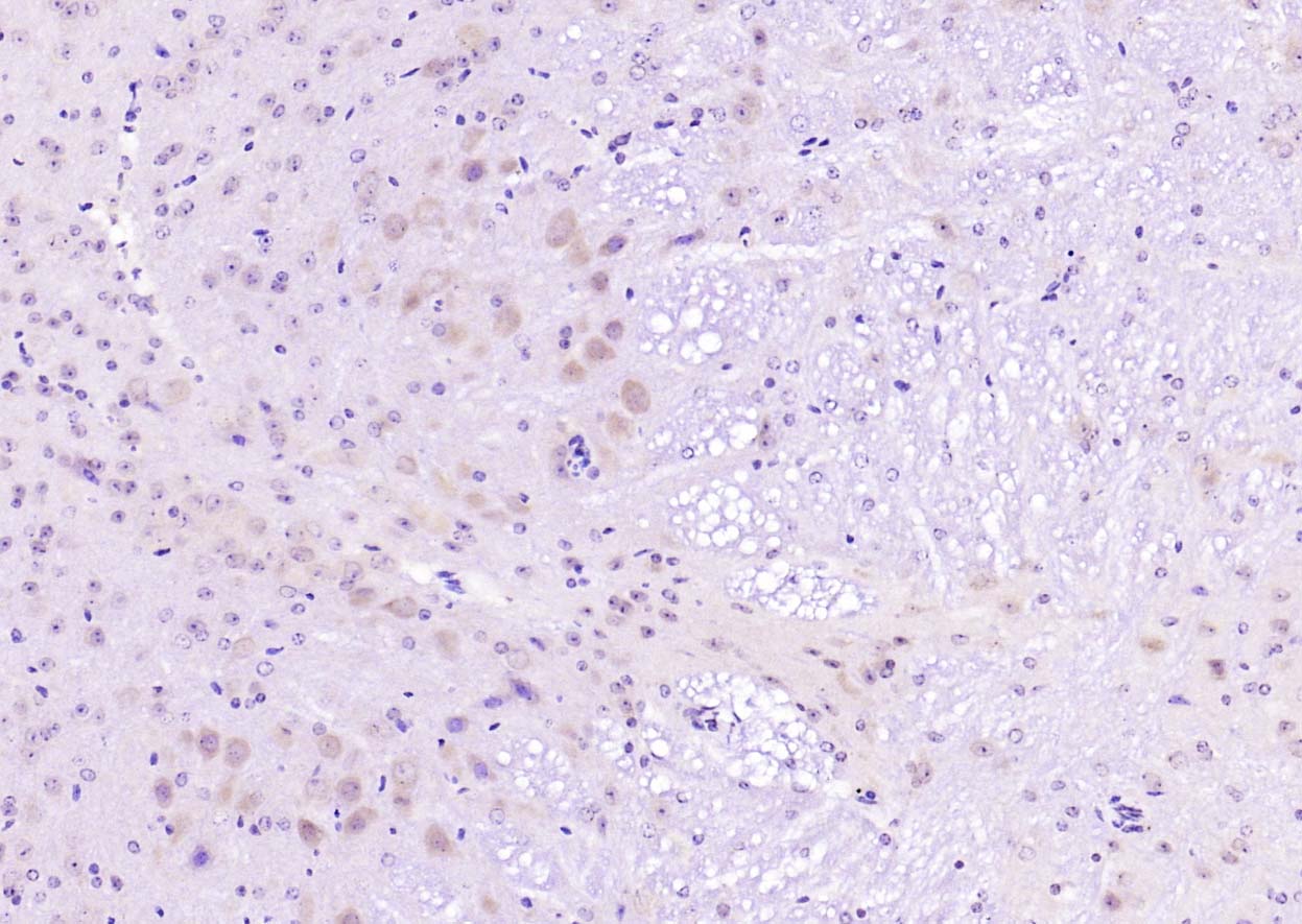 Rabbit anti-Phospho-PI3KCA(Tyr317) Polyclonal Antibody