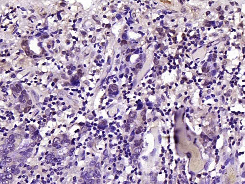 Rabbit anti-Phospho-FoxO1(Ser329) Polyclonal Antibody