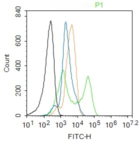 Rabbit anti-Phospho-ERK1(Thr202/Tyr204)+ERK2(Thr183/Tyr185) Polyclonal Antibody