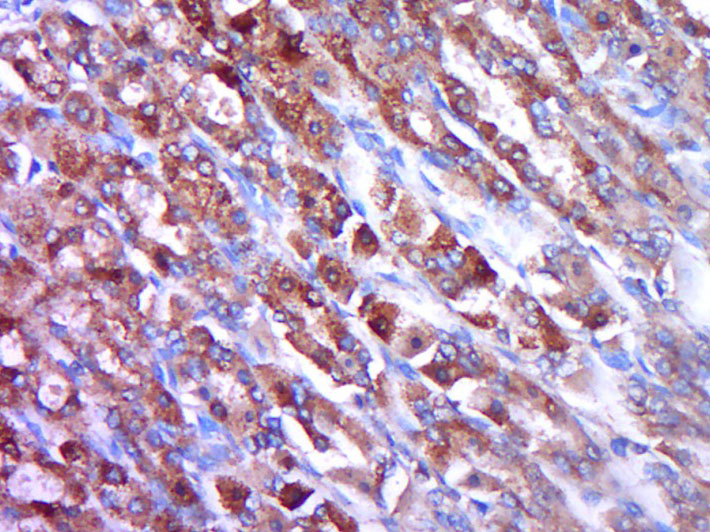 Rabbit anti-OPG Polyclonal Antibody