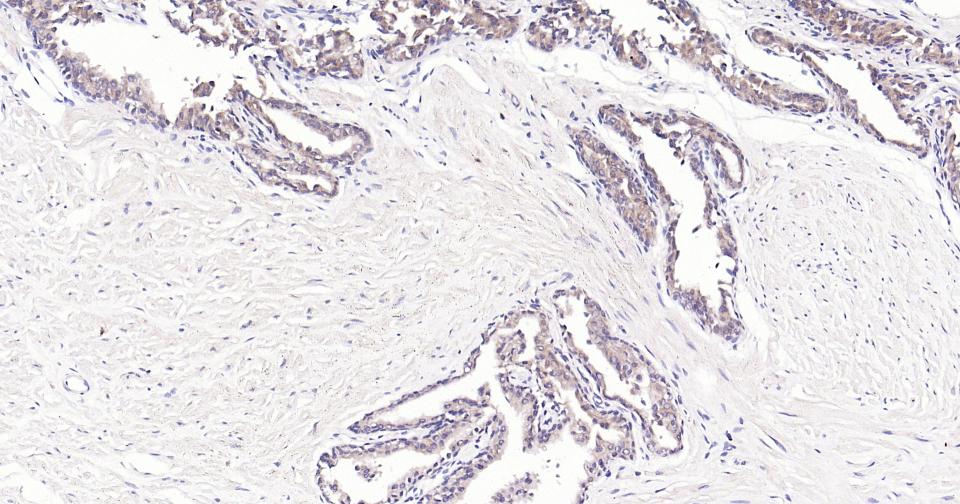 Rabbit anti-Bax Monoclonal Antibody