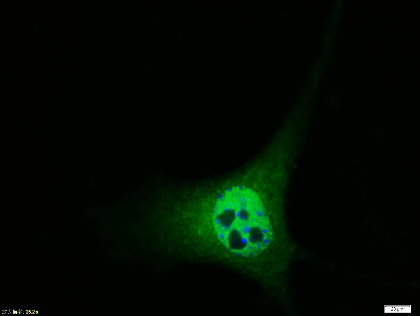 Rabbit anti-Phospho-Cyclin D1(Thr286) Polyclonal Antibody