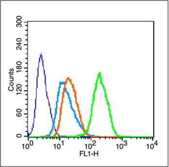 Rabbit anti-Phospho-mTOR(Ser2448) Polyclonal Antibody