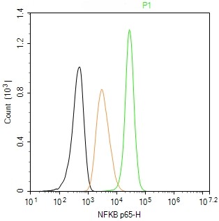 Rabbit anti-NFKB p65 Monoclonal Antibody