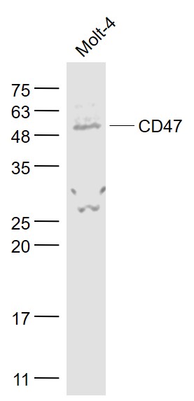 Rabbit anti-CD47 Polyclonal Antibody