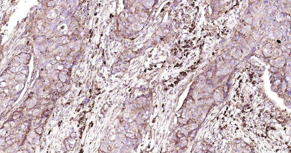 Rabbit anti-CD9 Monoclonal Antibody