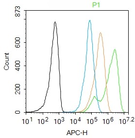 Rabbit anti-Histone H3(Acetyl K27) Polyclonal Antibody