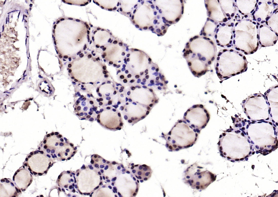Rabbit anti-Phospho-PTEN(Ser380+Thr382+Thr383) Polyclonal Antibody