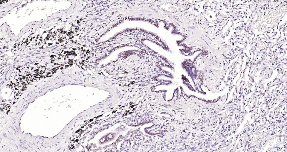 Rabbit anti-Phospho-Nrf2(Ser40) Monoclonal Antibody