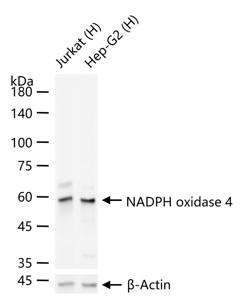 Rabbit anti-NADPH Oxidase 4 Monoclonal Antibody