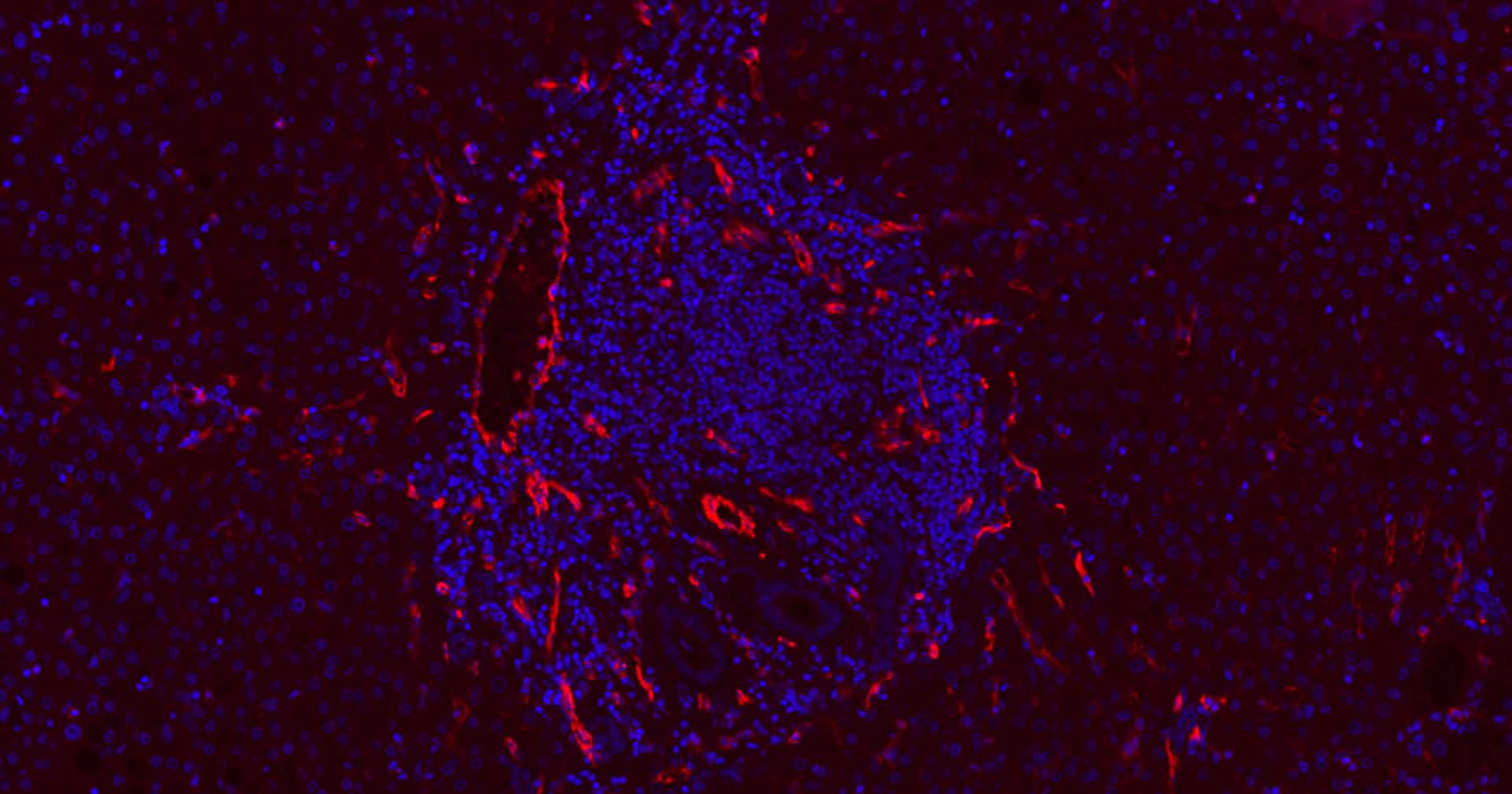 Mouse anti-CD31 Monoclonal Antibody