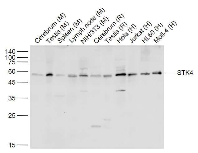 Rabbit anti-STK4 Polyclonal Antibody