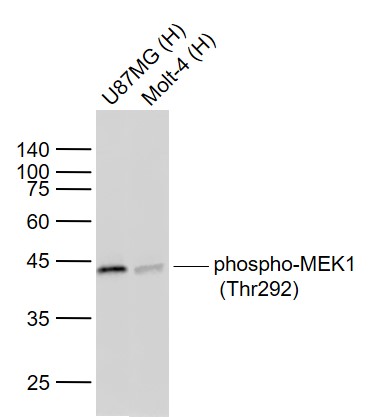 Rabbit anti-Phospho-MEK1(Thr292) Monoclonal Antibody