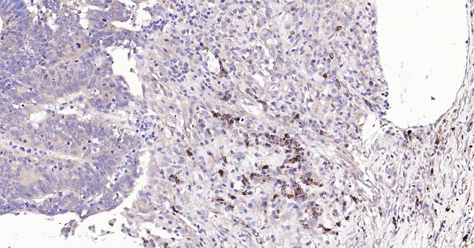 Rabbit anti-Bax Monoclonal Antibody