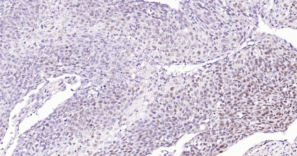 Rabbit anti-Phospho-Nrf2(Ser40) Monoclonal Antibody