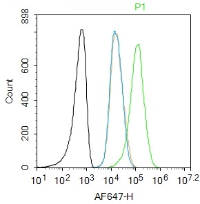 Rabbit anti-Ubiquitin Polyclonal Antibody
