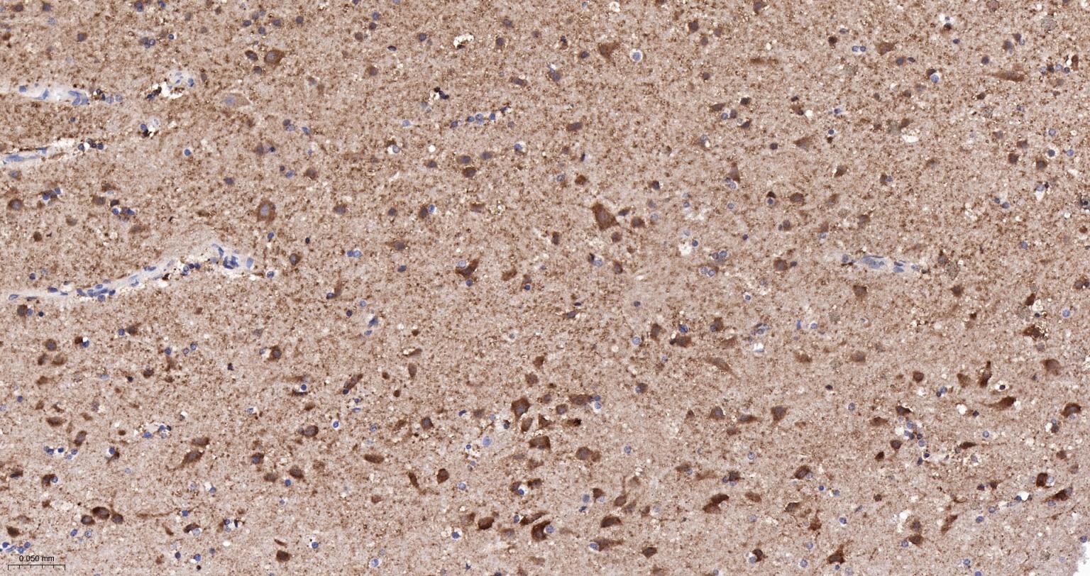Rabbit anti-Cytochrome C Monoclonal Antibody