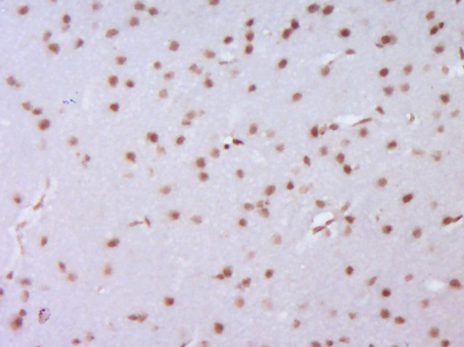 Rabbit anti-DiMethyl-Histone H3(Lys4) Polyclonal Antibody