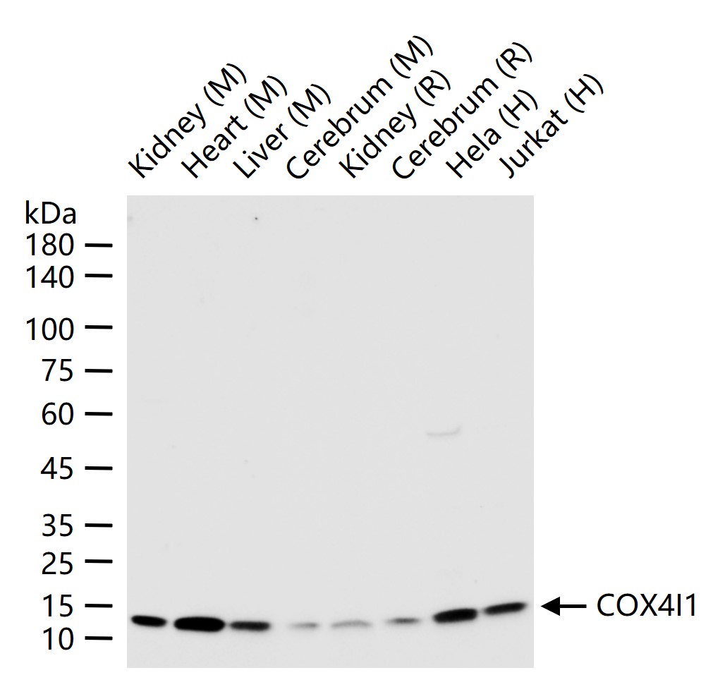 Rabbit anti-COX IV Monoclonal Antibody