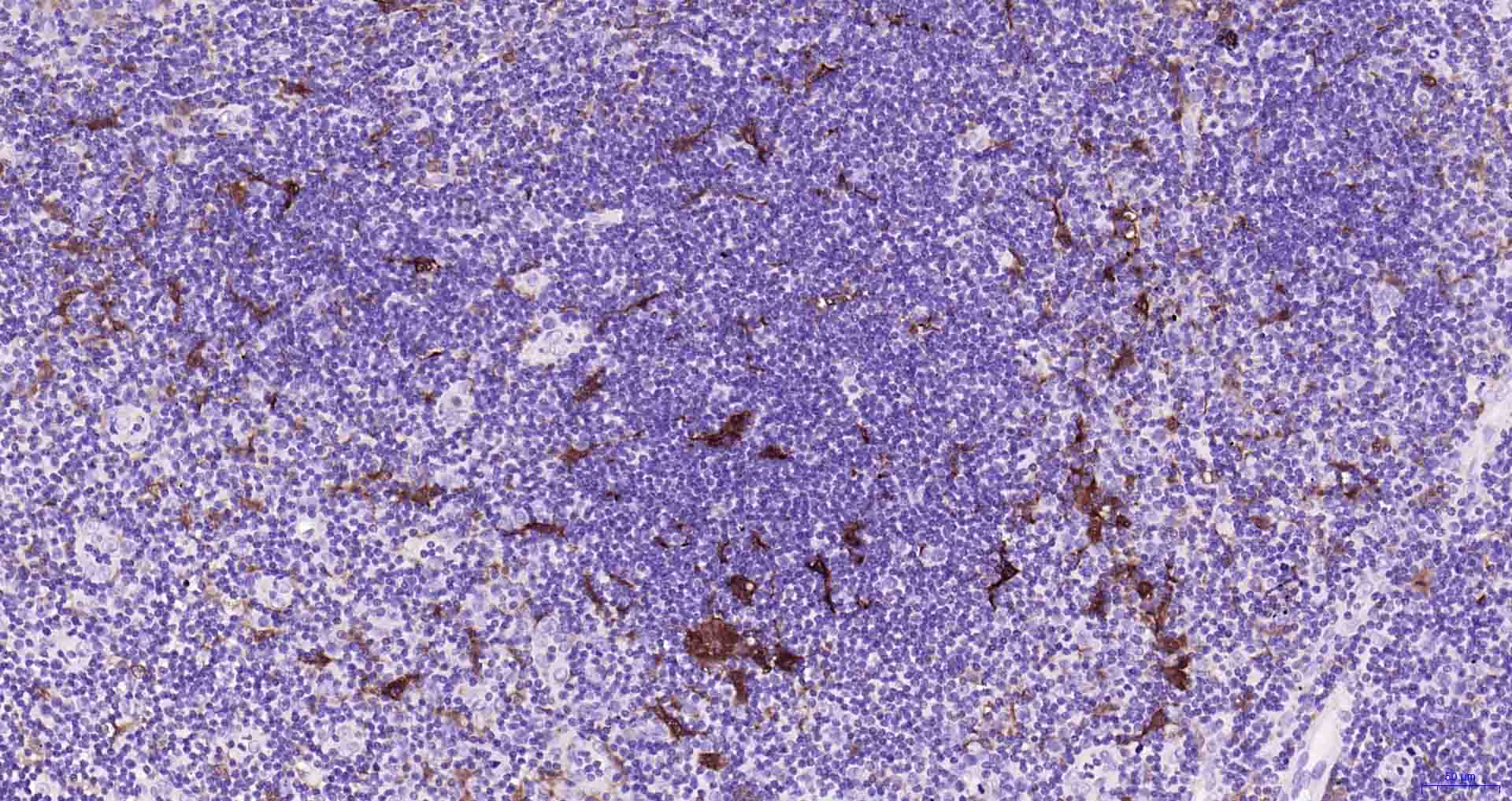 Rabbit anti-MERTK Monoclonal Antibody