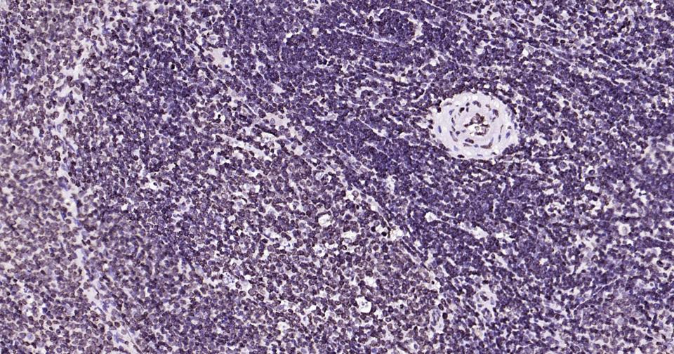 Rabbit anti-Lamin B1 Monoclonal Antibody