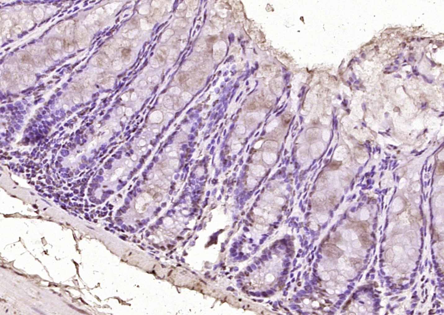 Rabbit Anti-SOX7 Polyclonal Antibody
