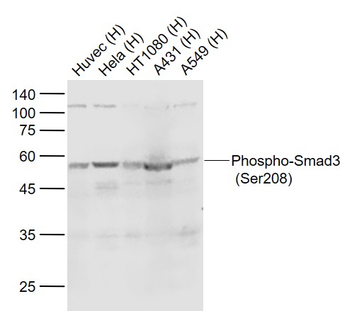 Rabbit anti-Phospho-Smad3(Ser208) Polyclonal Antibody