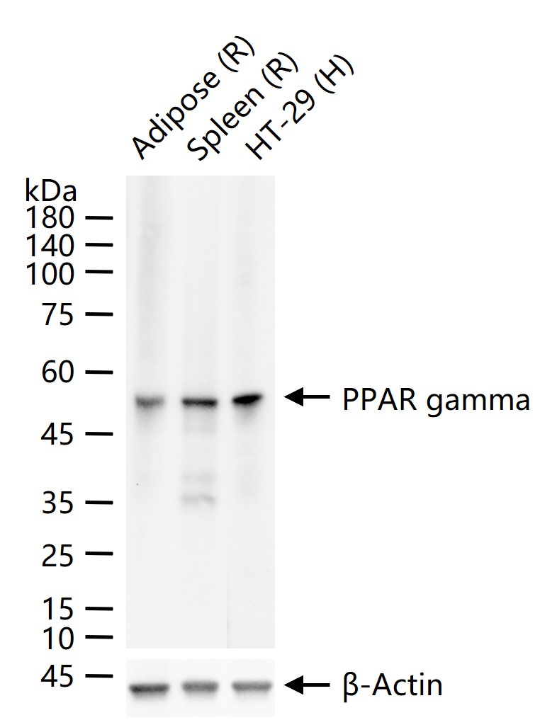 Rabbit anti-PPAR γ Monoclonal Antibody