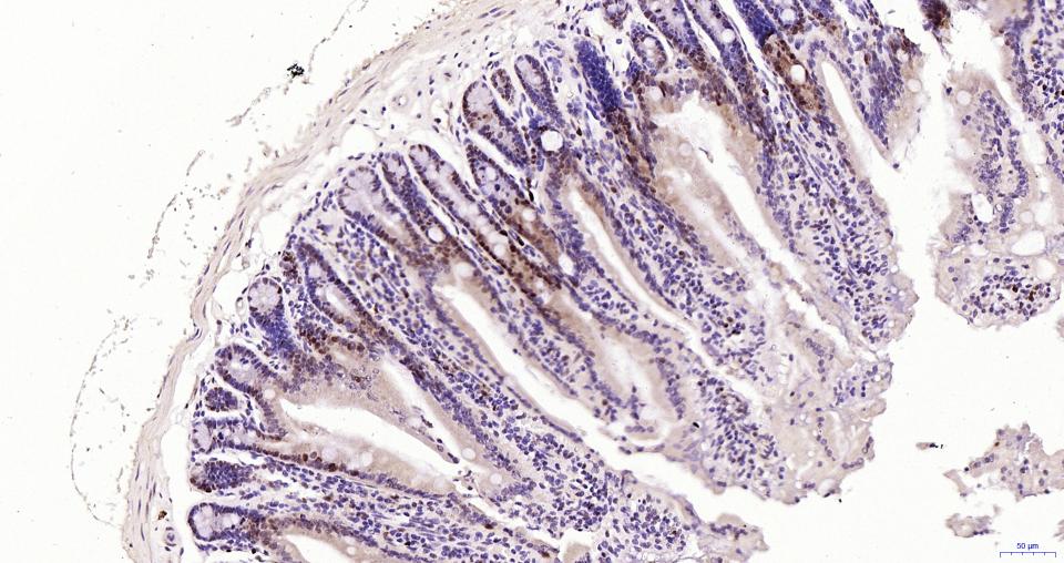 Rabbit anti-PCNA(Nuclear Loading Control) Monoclonal Antibody