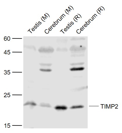 Rabbit anti-TIMP-2 Polyclonal Antibody