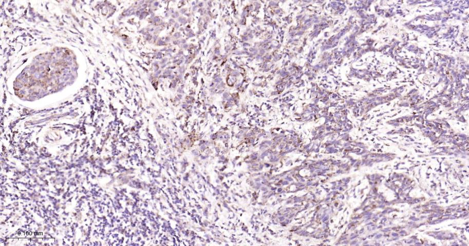 Rabbit anti-COX IV Monoclonal Antibody