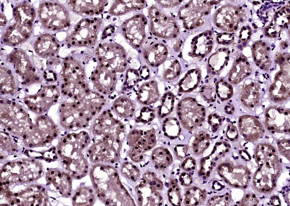 Rabbit anti-Histone H3(Acetyl K27) Polyclonal Antibody