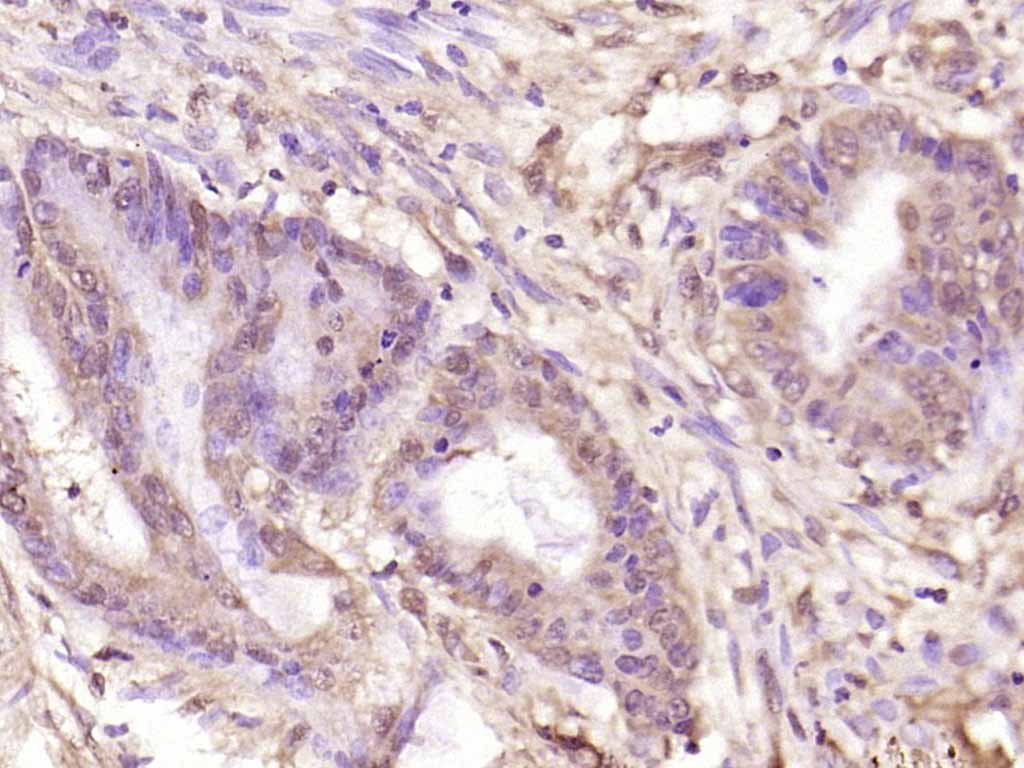 Rabbit anti-Phospho-NFKB1(Ser907) Polyclonal Antibody