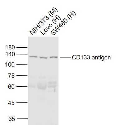 Rabbit anti-CD133 Antigen Polyclonal Antibody