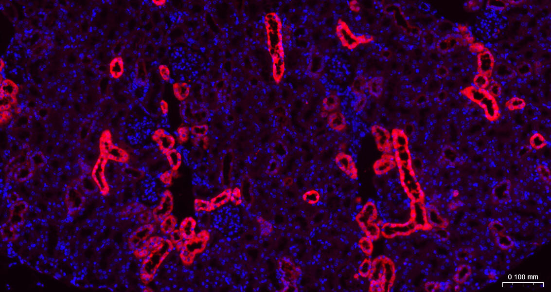 Rabbit anti-Galectin 3 Polyclonal Antibody