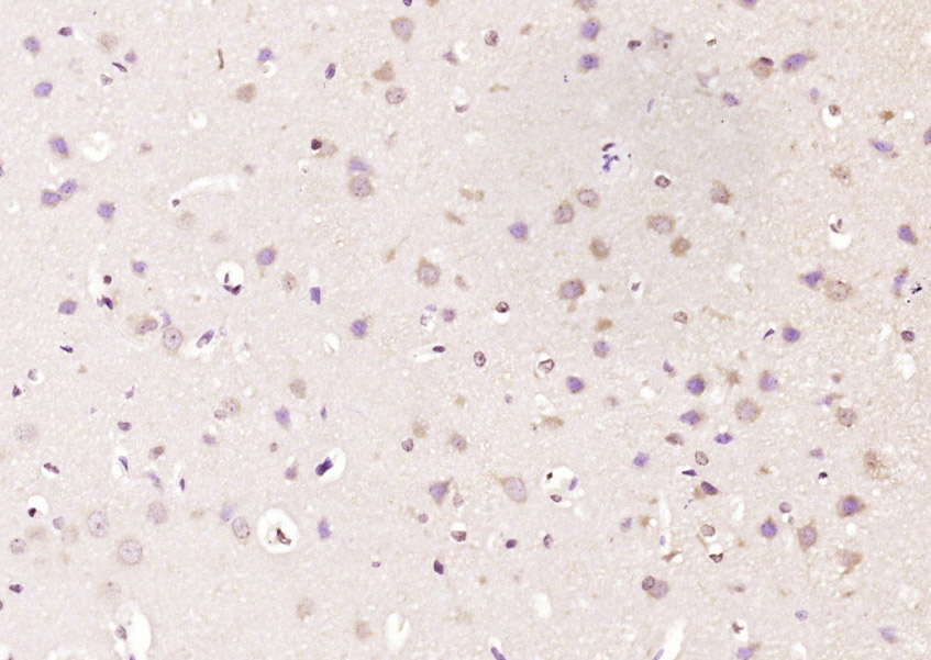 Rabbit anti-DLK1 Polyclonal Antibody