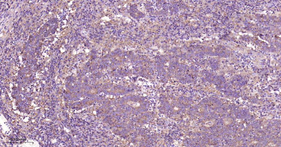 Rabbit anti-COX IV Monoclonal Antibody