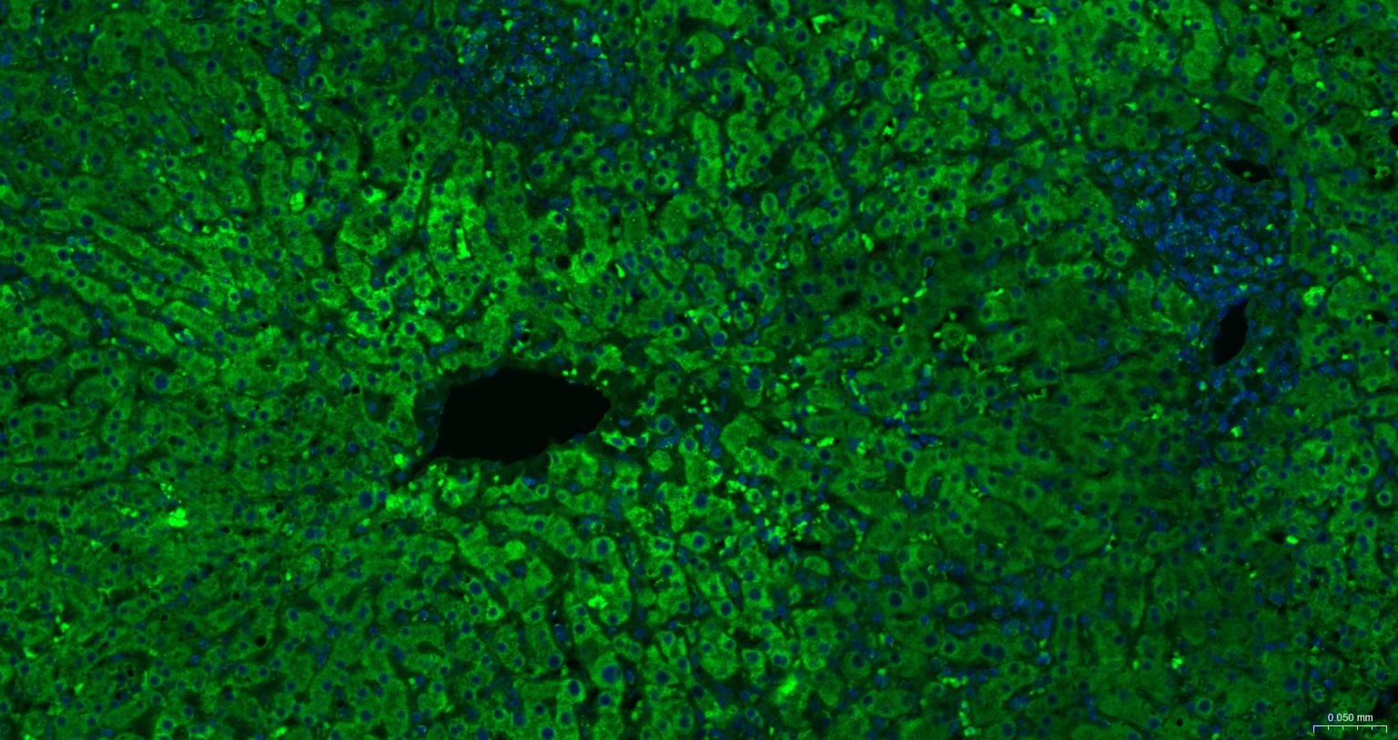 Rabbit anti-COX IV Monoclonal Antibody
