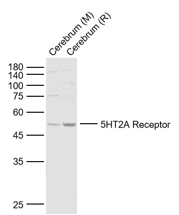 Rabbit anti-5HT2A Receptor Polyclonal Antibody